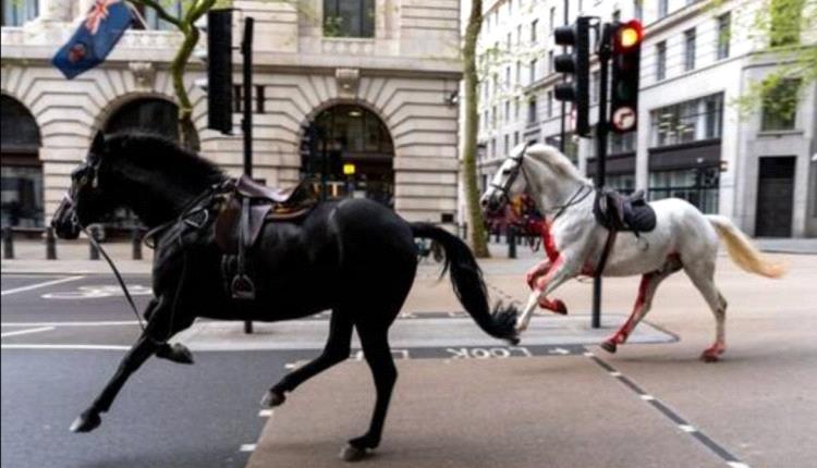 حصانان طليقان في وسط لندن