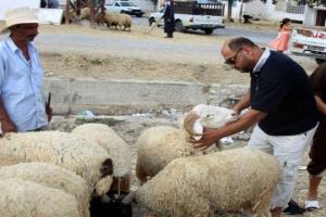 الغلاء الجنوني للمواشي يُبعد التونسيين عن أسواق الأضاحي