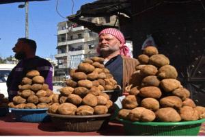 السوريون يتحدون الموت والألغام لجني فطر "الكمأة"
