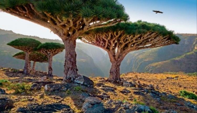 تشكيل لجان متخصصة لمراقبة الأسعار في عموم أرخبيل سقطرى