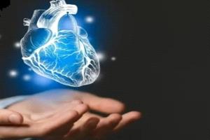 دراسة: دهون البطن تسرّع شيخوخة القلب
