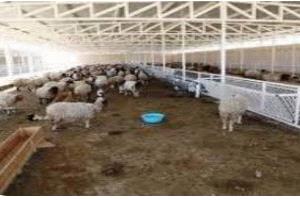 أسعار اللحوم اليوم الاثنين 4/8/2025