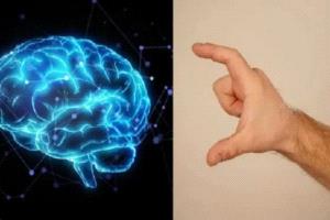 إبهام أطول دماغ أكبر.. العلماء يكشفون العلاقة بين اليد والذكاء
