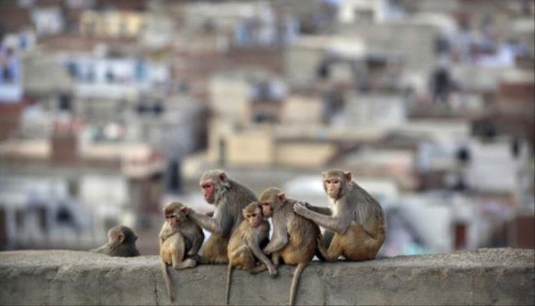 الولايات المتحدة تعتزم الحد من استخدام القردة في الأبحاث