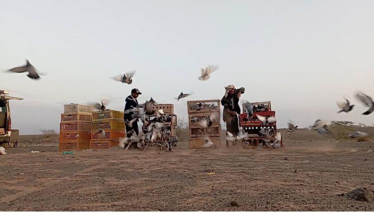 الاتحاد العام لسباق الحمام الزاجل يدشن سباقات الموسم الجديد