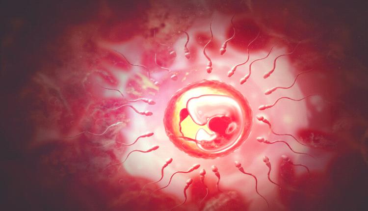 إنجاز علمي غير مسبوق.. إنشاء بطانة رحم حية في المختبر تكشف أسرار المرحلة الأكثر غموضا في الحمل