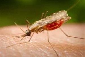 بعوض يقتل 33 شخصًا في كوبا