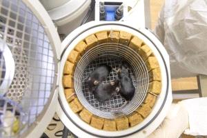 فئران صينية تنجب ذرية سليمة بعد عودتها من محطة الفضاء