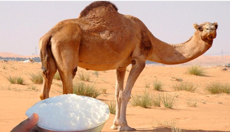 فوائد غير متوقعة لحليب الإبل في مكافحة مرض يصيب الملايين حول العالم