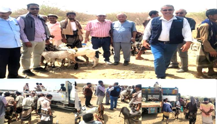 "الـفاو" و "الدعيس" يشرفان على توزيع الماعز لـ155 أسرة في عزلة المشالحة بالمخا