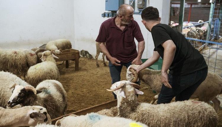 إصابة أكثر من 14 ألف شخص خلال ذبح أضاحي العيد