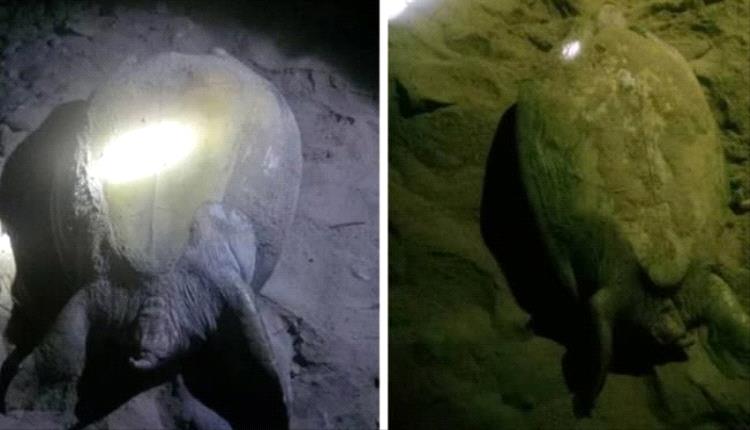خفر السواحل بحضرموت تنقذ 6 سلاحف بحرية من النفوق داخل محمية يثمون
