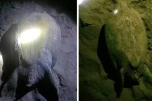خفر السواحل بحضرموت تنقذ 6 سلاحف بحرية من النفوق داخل محمية يثمون
