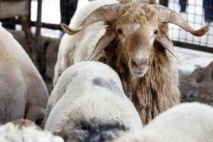تركيا .. أضاحي العيد تتسبب بإصابة أكثر من 14 ألف شخص