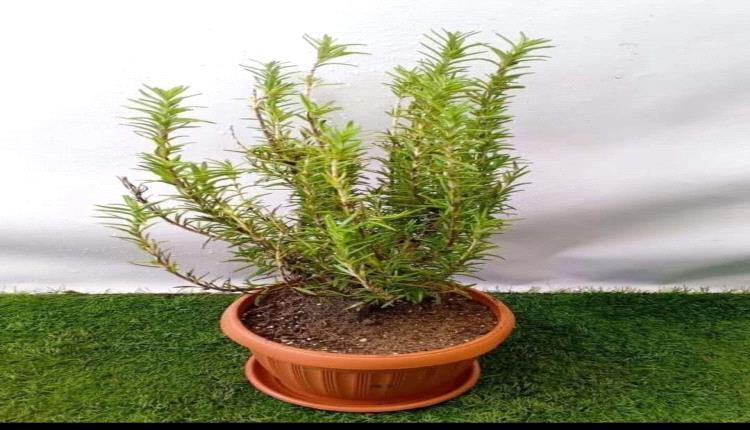 - نبات إكليل الجبل (الروزماري )🌿🌿