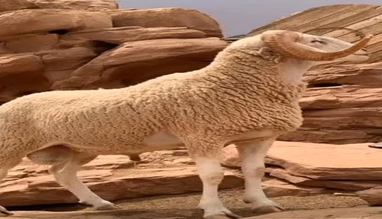 خطبة الجمعة والأضحية،، ، و غياب الواقع المعيشي عن المنابر