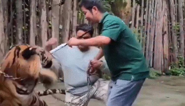 نمر ضخم ينقض على سائح أثناء "سيلفي" في تايلاند!