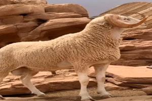 خطبة الجمعة والأضحية،، ، و غياب الواقع المعيشي عن المنابر