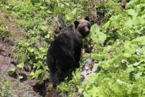 إصابات في هجوم دب على مجموعة طلاب ومعلمين