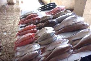 أسعار الأسماك اليوم في العاصمة عدن
