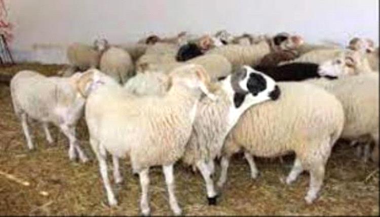 تحديث أسعار اللحوم في عدن