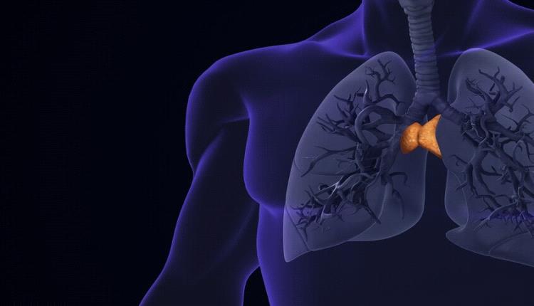 غدة منسية قد تغيّر فهمنا للشيخوخة والسرطان!