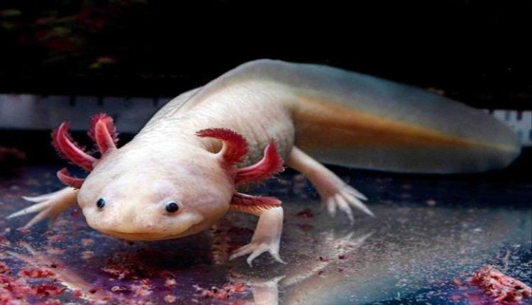 مخلوق مائي قد يفتح الباب لتجديد الأطراف البشرية..