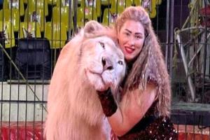 حادث مروع في مصر.. شبل أسد يهاجم طفلة داخل سيرك بالعجوزة