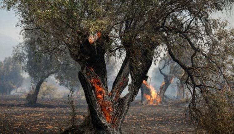 عودة حرائق الغابات في إسبانيا ومقتل شخصين جراء تصادم طيارتي إطفاء..