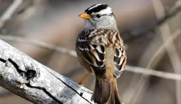 دراسة: الضوضاء لها تأثيرًا كبيرًا على الطيور وتكاثرها