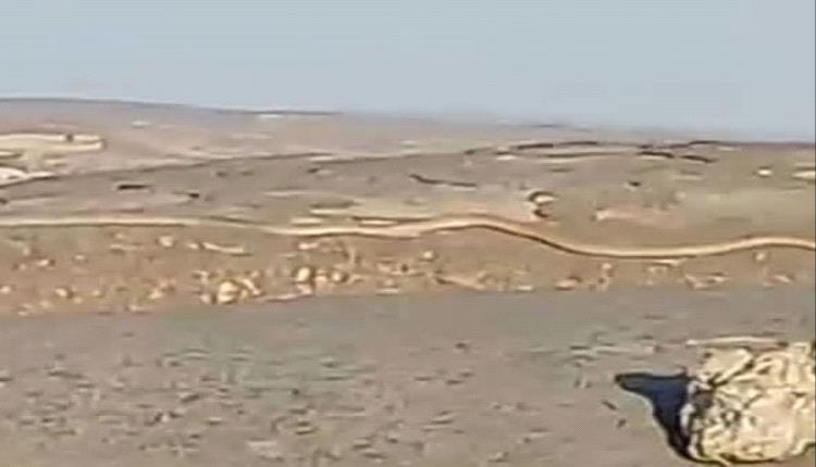ثعبان ضخم يظهر في جبل شعلان ويثير قلق السكان المحليين