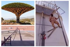 هل عرفتم أين شجرة دم الإخوان؟