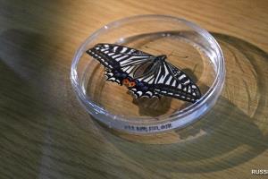 الأولى عالميا.. تجربة صينية ناجحة لفقس فراشة في الفضاء