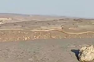 ثعبان ضخم يظهر في جبل شعلان ويثير قلق السكان المحليين