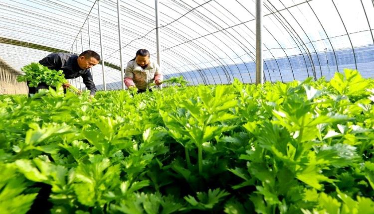 من الأوراق للجذور.. كيف يعزز الكرفس الصحة وما هي موانع استخدامه؟