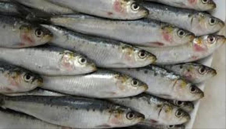المغرب يحظر تصدير السردين المجمد اعتبارًا من فبراير