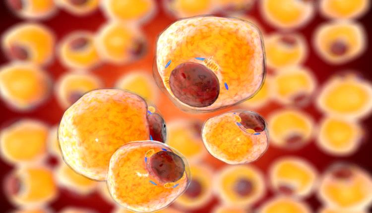 فوائد فقدان الوزن لصحة الأنسجة الدهنية في الجسم