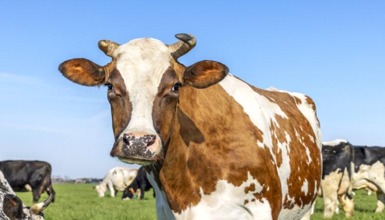 البقرة "فيرونيكا" تثير دهشة العلماء بسلوك غير متوقع