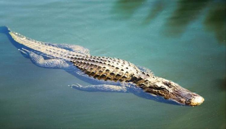 التماسيح تظهر في شوارع مدن بموزمبيق إثر فيضانات عارمة