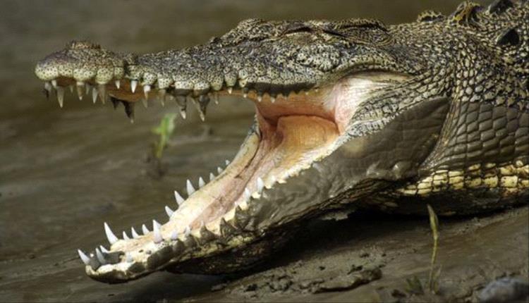 تماسيح تقتل 3 أشخاص في موزمبيق