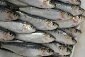 المغرب يحظر تصدير السردين المجمد اعتبارًا من فبراير