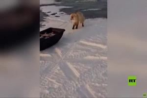 ثعلب يحاول سرقة جهد عمل الصيادين