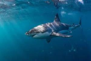 وفاة صبي أسترالي بعد هجوم لسمكة قرش في ميناء سيدني