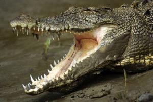 تماسيح تقتل 3 أشخاص في موزمبيق