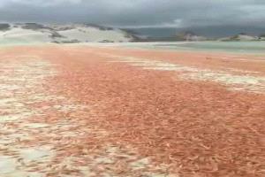 تحذيرات بيئية بعد نفوق واسع للربيان في سواحل أرخبيل سقطرى