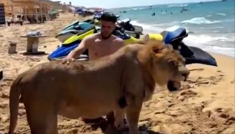 أسد في البحر بين المصطافين.. فيديو يشغل الليبيين