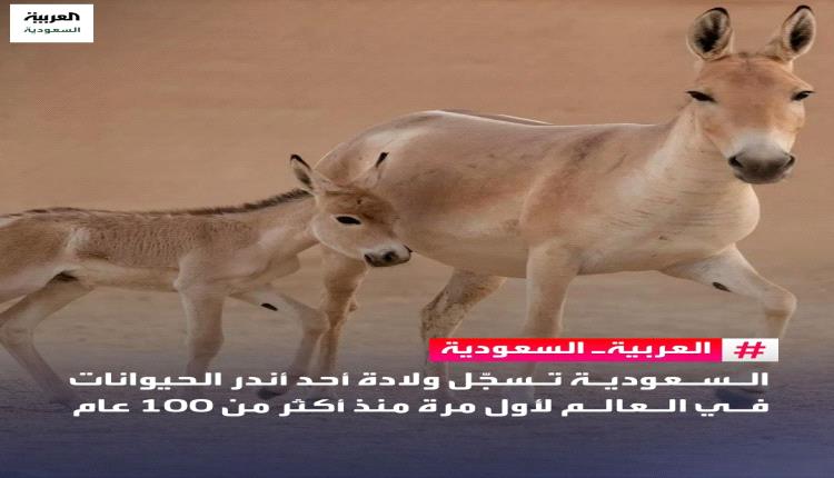 🔴 السعودية تسجّل ولادة أحد أندر الحيوانات في العالم لأول مرة منذ أكثر من 100 عام