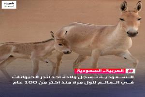 🔴 السعودية تسجّل ولادة أحد أندر الحيوانات في العالم لأول مرة منذ أكثر من 100 عام