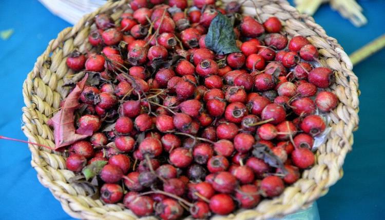 ثمار الزعرور تحمي الكبد من تراكم الدهون