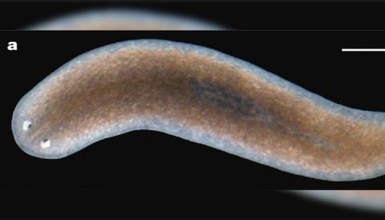 اكتشاف آلية بيولوجية معقدة تضمن نمو الأعضاء المفقودة لدى الديدان